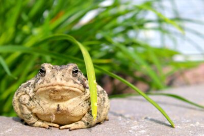 Do Toads Need a False Bottom