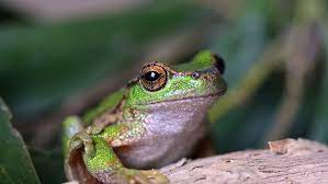 Can Frogs Breathe Underwater