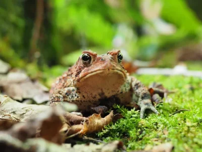 How long can frogs go without food