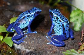 Are Poison Dart Frogs Poisonous in Captivity