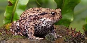 Do American Toads Need Ventilation