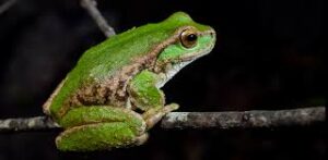 Do Frogs Absorb Nutrients Through Their Skin