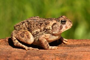 How long can toads go without eating