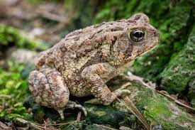 Do Toads Need a False Bottom