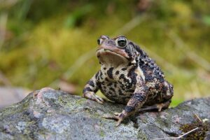 How Long Can a Toad Live