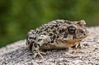 How long can toads go without eating