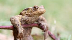 How long can frogs go without food