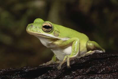 Do american tree frogs have memories