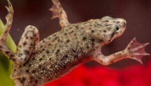 What to feed african dwarf frogs