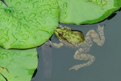 Can Frogs Drown