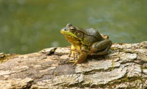 Why Do Frogs Not Like Mint