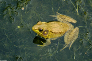 Can Frogs Drown