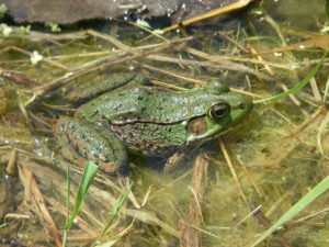 Can Frogs Drown