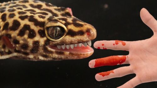 Do Leopard Geckos Have Teeth