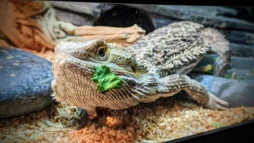 Can Bearded Dragons Eat Carrots