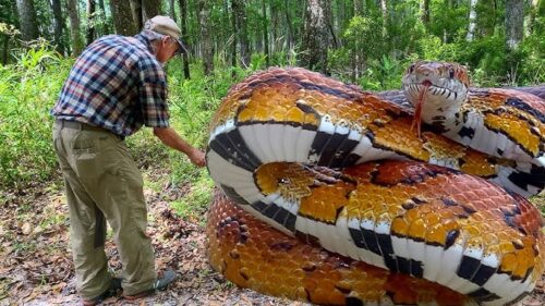 Does a Corn Snake Bite Hurt