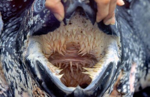 Do Sea Turtles Have Teeth