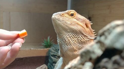 Can Bearded Dragons Eat Potatoes