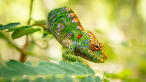 Can Chameleons Swim