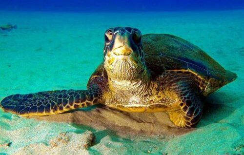 Do Sea Turtles Have Tails