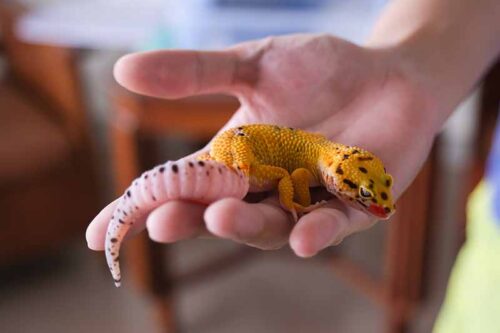 Do leopard geckos like to be held