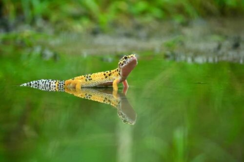 Do leopard geckos get lonely