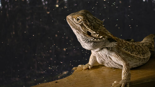 Can Bearded Dragons See in the Dark