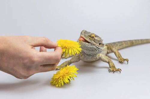 Dandelions for Bearded Dragons