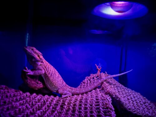 Bearded Dragon Lighting at Night