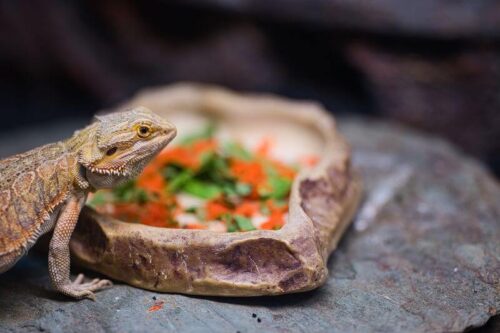 Can Bearded Dragons Eat Cilantro