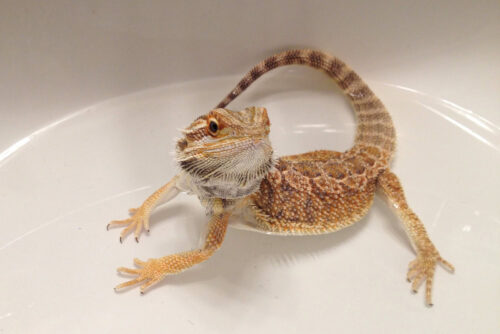 How do you give a bearded dragon a bath