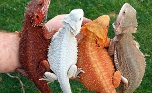 bearded dragon colors