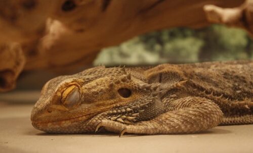 Why Is My Bearded Dragon Sleeping So Much