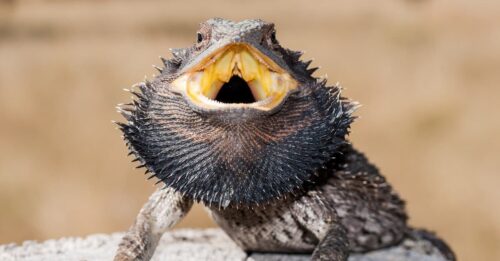 Bearded Dragon Puffing Up