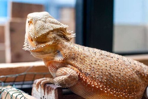 Bearded Dragon Glass Surfing