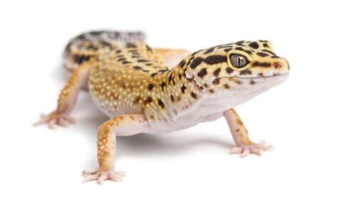 How Long Can Leopard Geckos Go Without Food