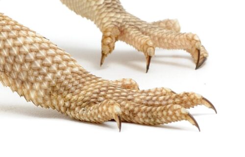 How to Cut Bearded Dragon Nails