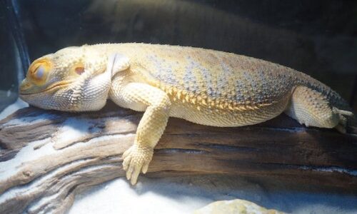 Bearded Dragon Brumation