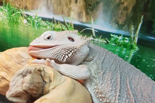 Dehydrated Bearded Dragon