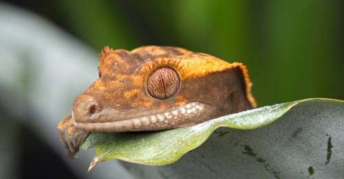 Do Crested Geckos Need UVB