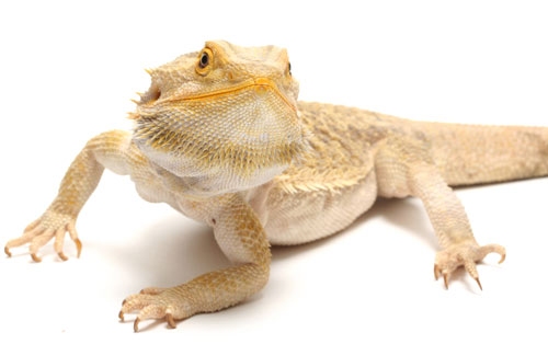 Bearded Dragon Diet