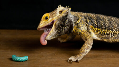 What Can Bearded Dragons Eat