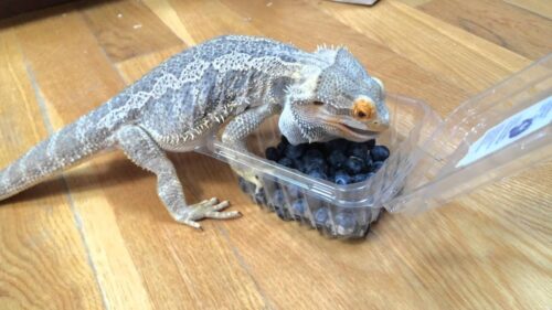 Can Bearded Dragons Eat Blueberries