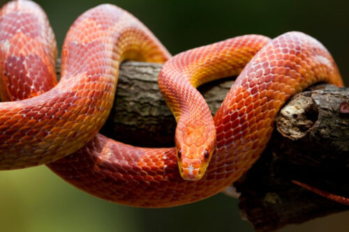 Are Corn Snakes Nocturnal