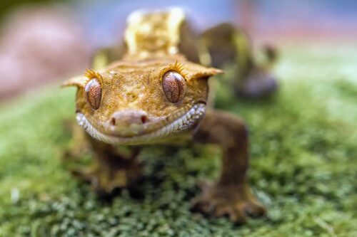 Crested Gecko Shedding