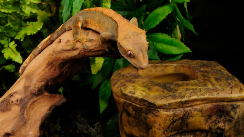 Dehydrated Crested Gecko