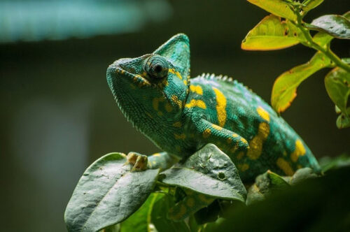 How Much Does a Chameleon Cost