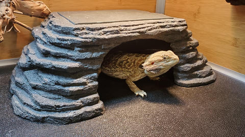 Bearded Dragon Enclosure