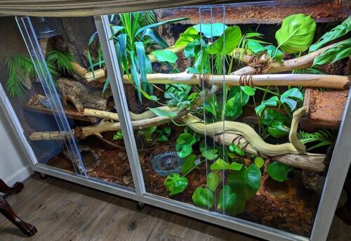 Boa Constrictor Enclosure