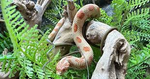 Hognose Snake Habitat